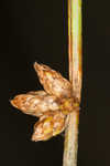 Weakstalk bulrush